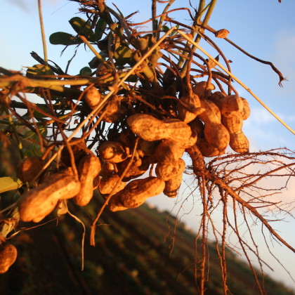 Frutta e verdure