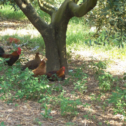 Un agriturismo con animali