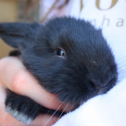 Un agriturismo adatto ai bambini