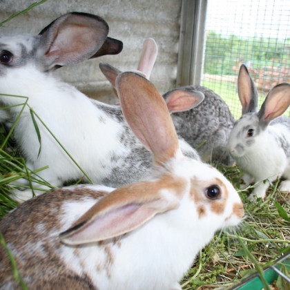 Un agriturismo con animali