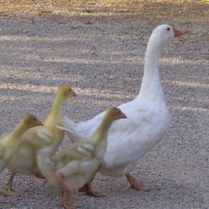 Un agriturismo con animali