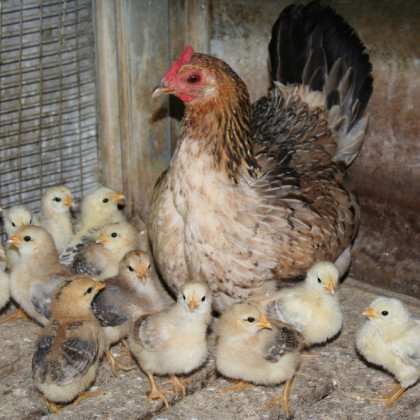 Un agriturismo con animali