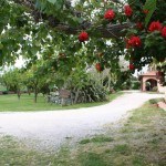 Giardino dell'Agriturismo Diciocco in Toscana tra la campagna e il mare