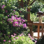 Giardino dell'Agriturismo Diciocco in Toscana tra la campagna e il mare