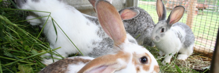 Un agriturismo con animali