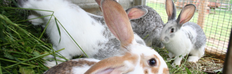 Un agriturismo con animali