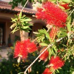 Giardino dell'Agriturismo Diciocco in Toscana tra la campagna e il mare